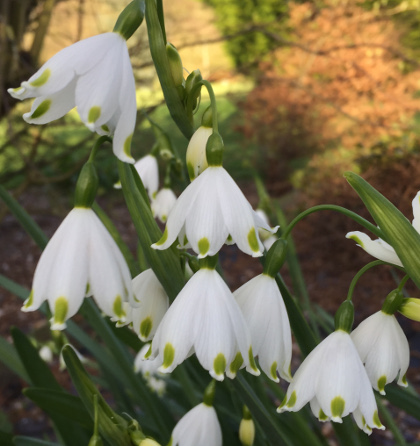 Leucojum aestivum 'Gravetye Giant' 